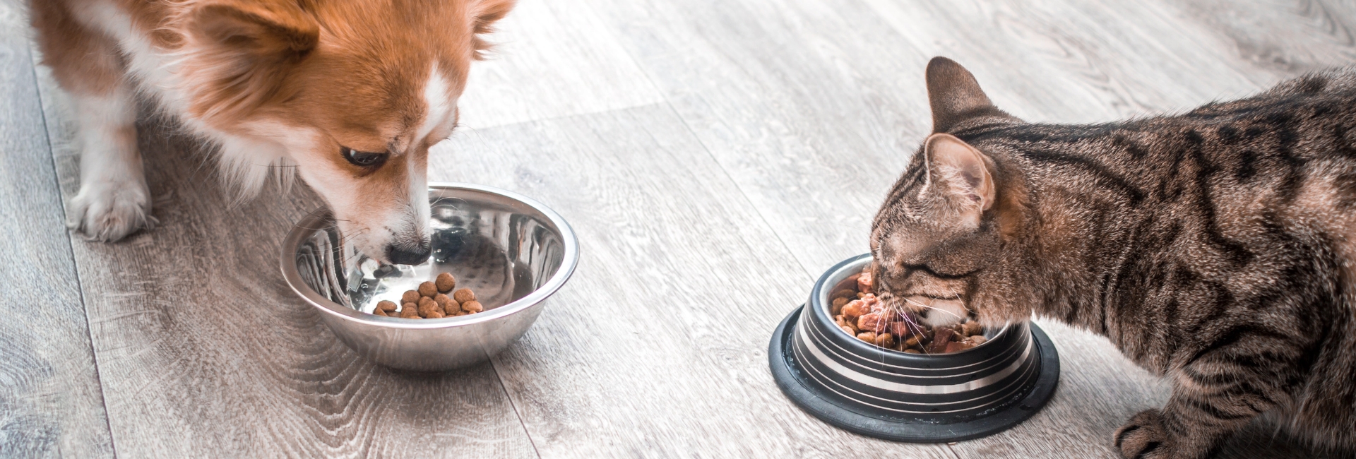 Alles für Tiere - Kontakt