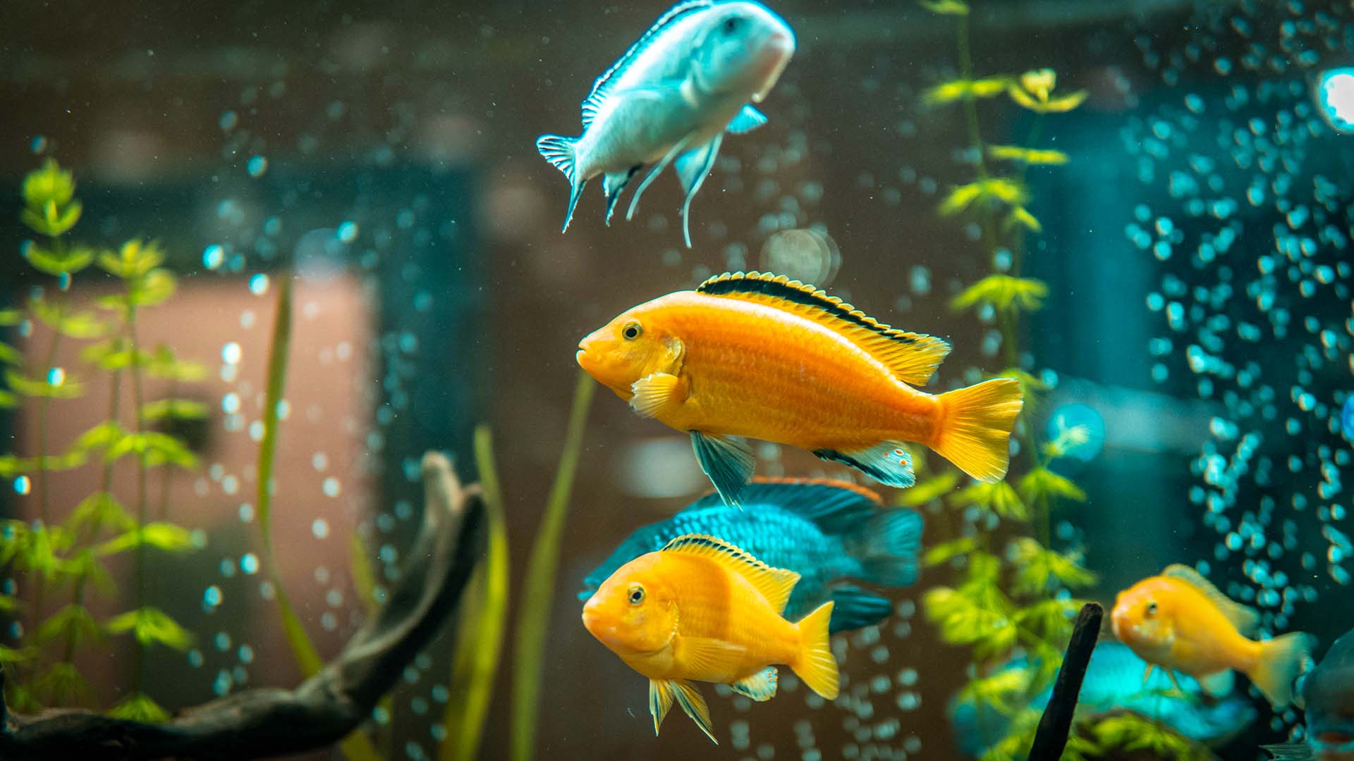 Alles für Tiere - Aquaristik im Sortiment