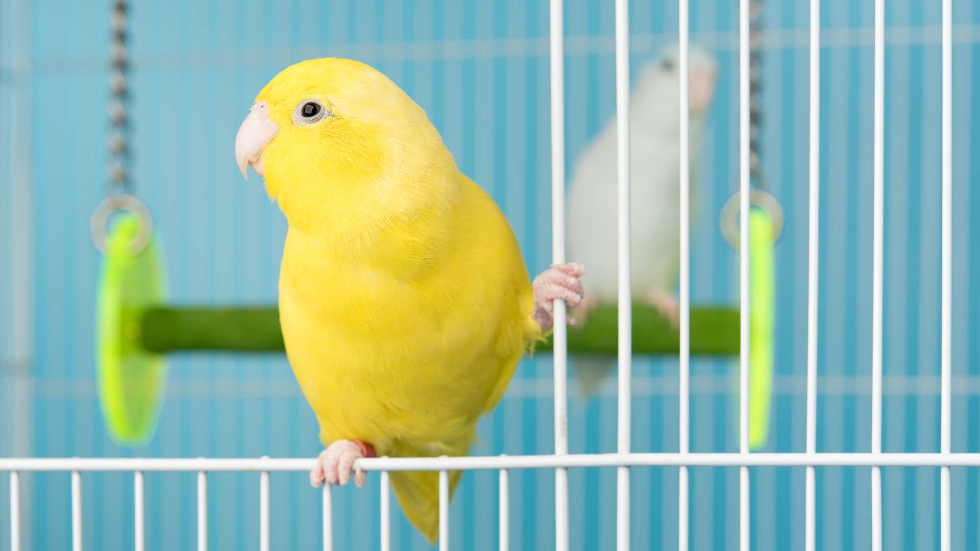 Alles für Tiere - Vogelfutter und Zubehör im Sortiment